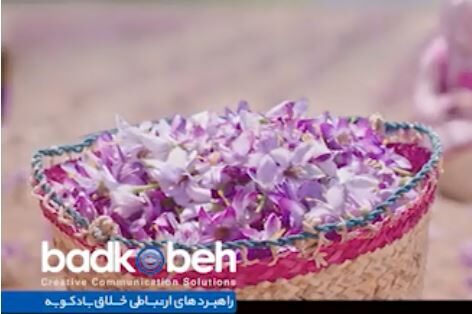 “Famila” Saffron